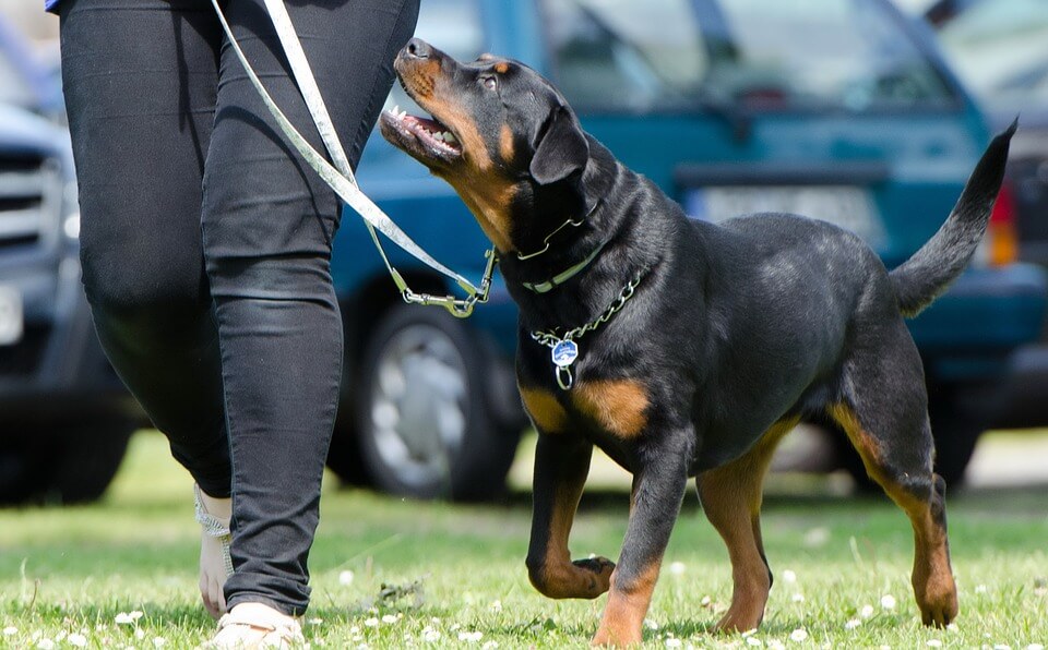 Perro potencialmente peligroso