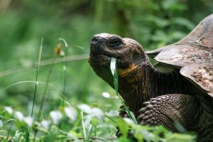 Tortugas de las Islas Galápagos en Ecuador