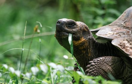 Tortugas de las Islas Galápagos en Ecuador