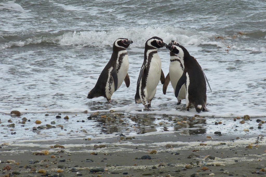 Pingüinos en una playa de Chile