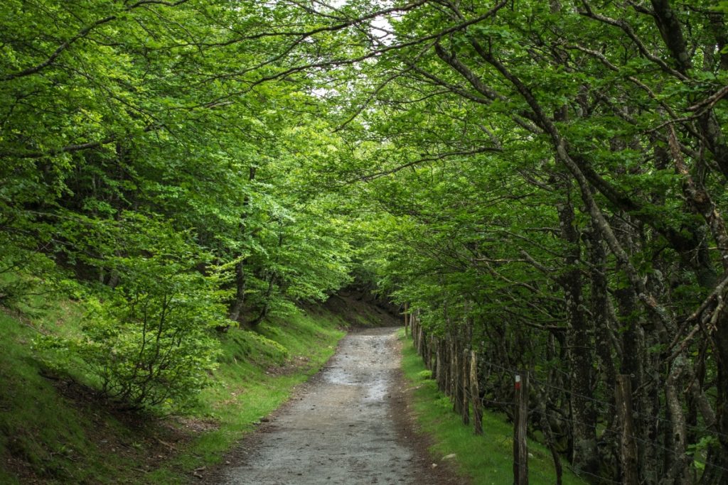 Camino de Santiago, España