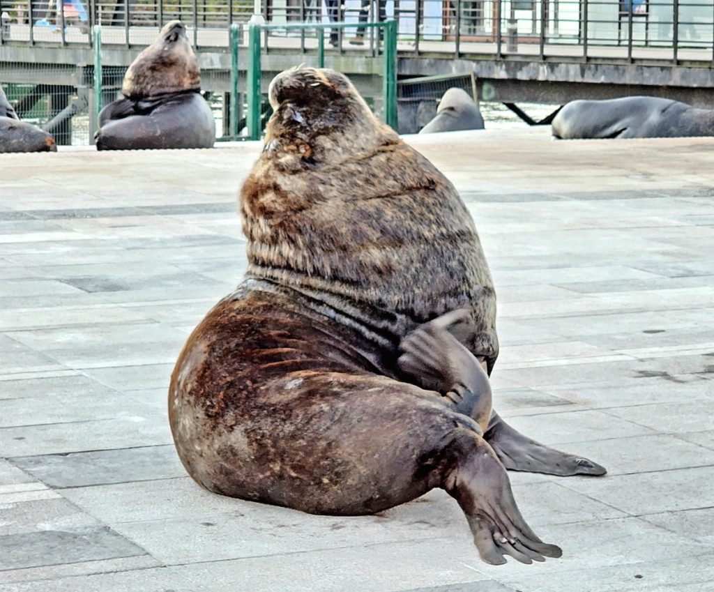 Lobo marino en la costanera de Valdivia